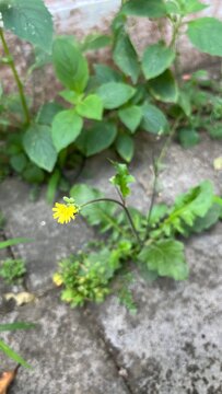 Yellow ramban flowers with green leaves grow wild in the yard
