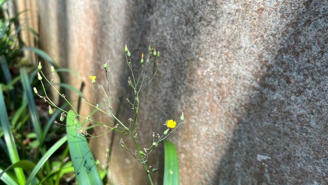 Yellow ramban flowers with green leaves grow wild in the yard
