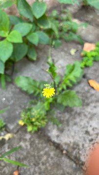 Yellow ramban flowers with green leaves grow wild in the yard