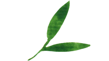 long green leaves, natural leaf pair, botanical green shape, fresh plant leaves, vibrant leaf texture, organic botanical element, isolated leaf detail, healthy plant foliage, bright natural greenery, 