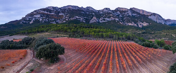 Fototapeta premium Aerial drone view of the autumnal vineyard landscape in La Rioja, near the Sierra de Cantabria mountains. Alava and La Rioja, Spain, Europe
