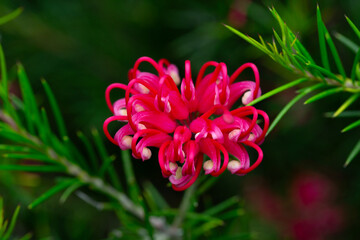 Grevillea juniperina, commonly known as juniper- or juniper-leaf grevillea or prickly spider-flower