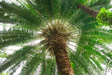 a majestic palm tree with lush, vibrant green fronds, viewed from below. A tall palm tree with intricate details of its leaves. For themes related to nature, botany, tropical plants