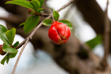 Close-up shot of a pomegranate bud highlighting its red color.