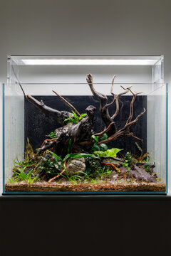 Newly Planted Nature Style Aquascape with Driftwood and Rocks