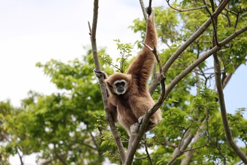 木の上から見つめるシロテテナガザル