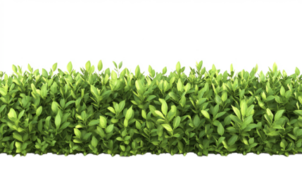 Border of green plants growing in neat rows on a transparent background