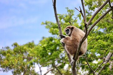 木の上に座り見つめるシロテテナガザル