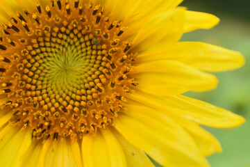 A sunflower in the garden, Sainte-Apolline, Québec, Canada