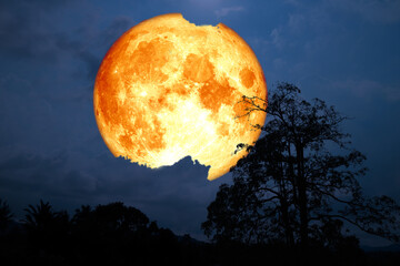 Super blood strawberry moon back silhouette cloud and tree in the field