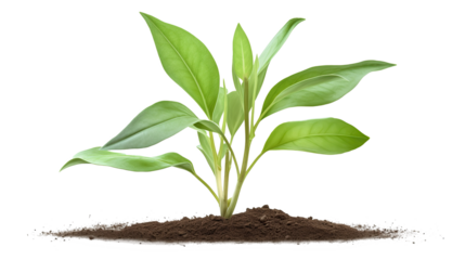 Young green plant growing in soil isolated on transparent background