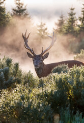 Naklejka premium Deer looking out of the bushes near the forest
