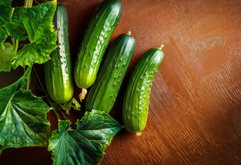 Fresh cucumbers grow among vibrant green leaves