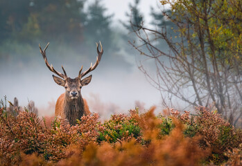 stout deer looks out from the bushes at the edge of the forest, the autumn