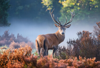 stout deer looks out from the bushes at the edge of the forest, the autumn