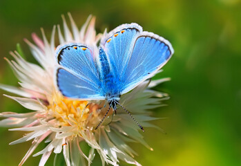 Butterfly Common Blue (Plebejus idas) sitting on a flower, green blurred background
