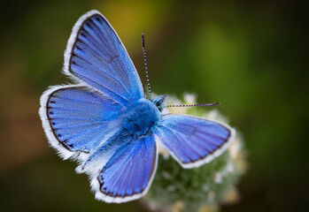 Butterfly Common Blue (Plebejus idas) sitting on a flower, green blurred background
