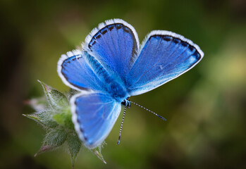 Butterfly Common Blue (Plebejus idas) sitting on a flower, green blurred background
