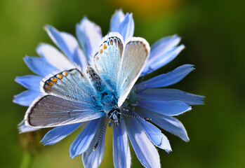 Butterfly Common Blue (Plebejus idas) sitting on a flower, green blurred background