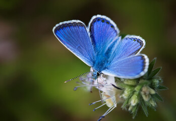 Butterfly Common Blue (Plebejus idas) sitting on a flower, green blurred background