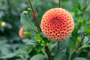 Dahlia