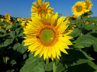 girasoli gialli in fiore in un campo sotto un cielo azzurro di primavera, Yellow sunflowers...