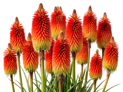 Vibrant red hot poker flowers bush in full bloom striking orange and red spikes