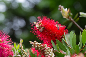 Close-up shot of beautiful Callistemon citrinus (called red bottlebrush) flower. Callistemon citrinus is native to Australia. Natural backgrounds, blossom, botany and wallpaper backgrounds.