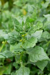 green fresh spinach leaves in the garden