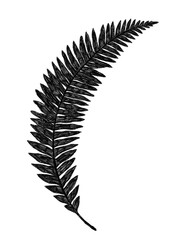 Black fern leaf pencil or ink drawing isolated on white background. Botanical illustration. Botanical wall art poster.
