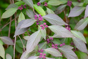 Lilac small buds of Callicarpa bodinieri on a branch, spring background, May