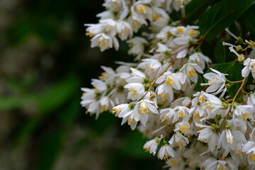 Spring flowering of Japanese snow flower Deutzia gracilis in a forest garden in the countryside of...