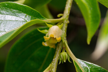 Close up of blooming persimmon buds , background