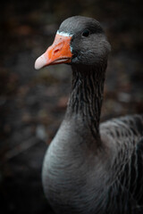 Graceful goose portrait with striking orange beak, showcasing the beauty of wildlife in a natural habitat perfect for conservation projects and nature publications