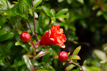 Orange pomegranate flowers (Punica granatum Legrelleae) on a branch in the garden, close-up. spring...