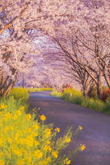 Cherry blossom tunnel with yellow rapeseed flowers along a country road in Fukuoka, Japan.