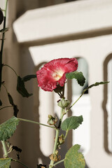 red rose in a garden