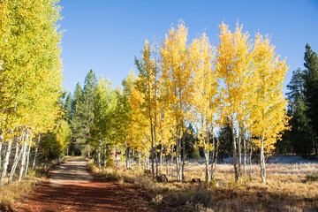 Naklejka premium Autumn morning along the dirt road to Bogard Campground in Lassen County, California, with golden aspen trees and clear blue sky.
