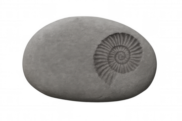 Ammonite fossil impression on a grey stone, symbolizing ancient life, geology, paleontology, and prehistoric times