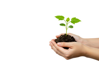 Two hands holding a young green plant in soil on white background  