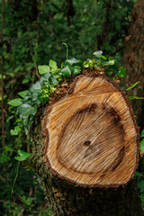 伐採して置かれた切り株に蔦が生える