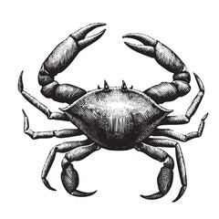Vintage Engraved Crab Illustration &ndash; Detailed Black and White Marine Animal Drawing
