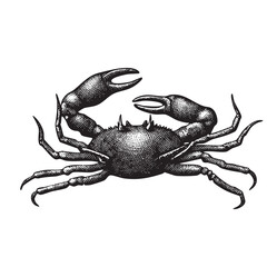 Vintage Engraved Crab Illustration – Detailed Black and White Marine Animal Artwork