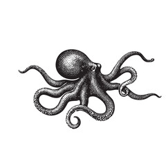 Vintage Engraved Octopus Illustration – Detailed Black and White Sea Creature Drawing
