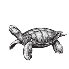 Vintage Engraved Turtle Illustration &ndash; Detailed Black and White Sea Animal Drawing
