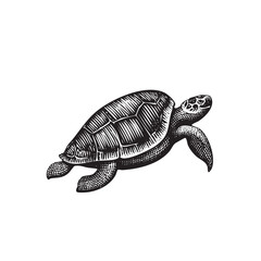 Vintage Engraved Turtle Illustration &ndash; Detailed Black and White Sea Animal Drawing
