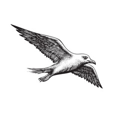 Vintage Engraved Seagull Illustration &ndash; Detailed Black and White Coastal Bird Drawing
