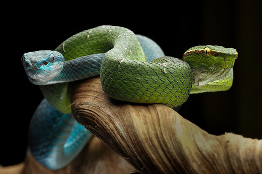 A stunning photo of two vipers, one bright green with yellow eyes and another vibrant blue with light-colored eyes, coiled together against a dark background, 12 October 2025 indonesia