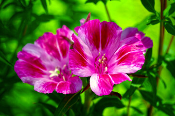 Clarkia blossoms in pink and white