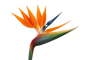 Bird of paradise flower strelitzia reginae blooming, featuring vivid orange and blue petals. Transparent background